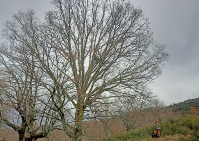 CursoArboricultura_PuebladelaSierra_200125_44