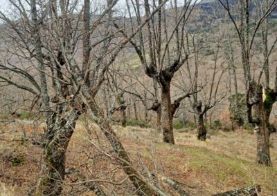 CursoArboricultura_PuebladelaSierra_200125_48