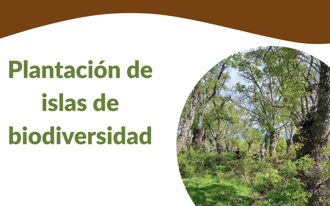 Participa en la restauración ecológica del Soto de Revenga recuperando las olmedas tradicionales.