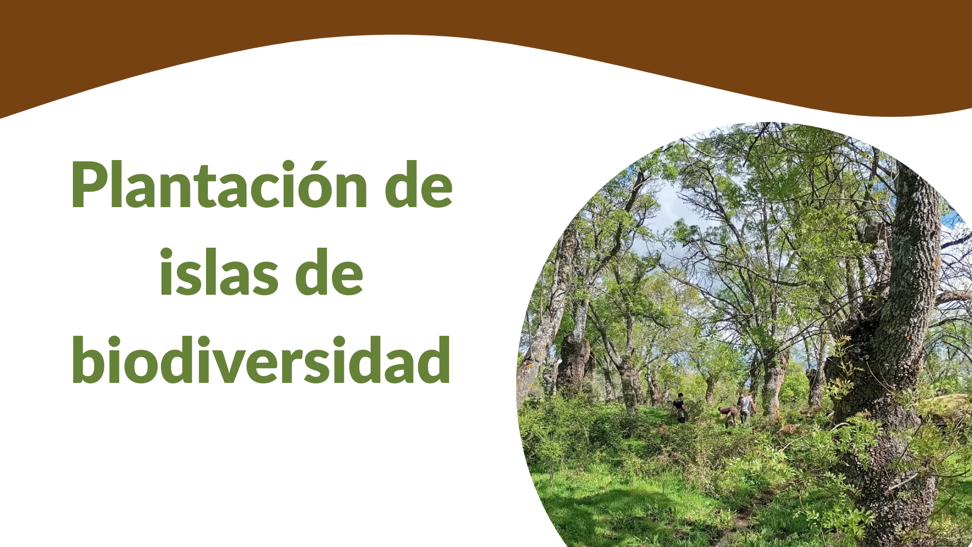 Participa en la restauración ecológica del Soto de Revenga recuperando las olmedas tradicionales.