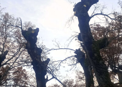 Jornadas de Trasmocho