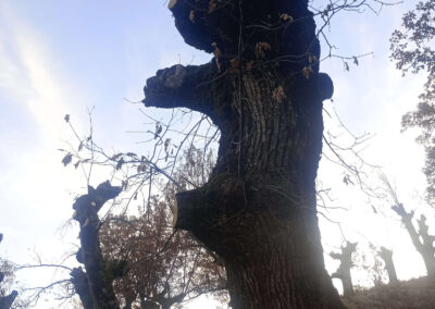 Jornadas de Trasmocho