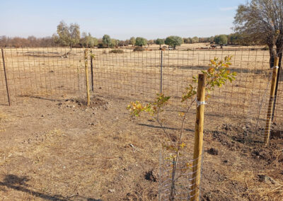 Hacenderas en Revenga para la plantación de Olmos