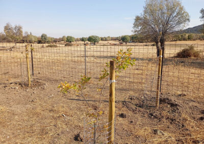 Hacenderas en Revenga para la plantación de Olmos
