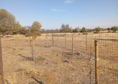 Hacenderas en Revenga para la plantación de Olmos