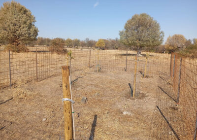 Hacenderas en Revenga para la plantación de Olmos