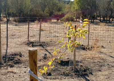 Hacenderas en Revenga para la plantación de Olmos