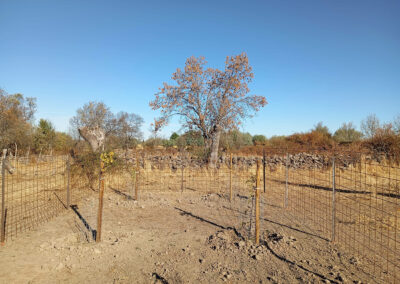 Hacenderas en Revenga para la plantación de Olmos