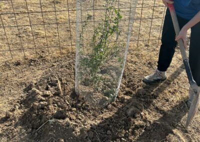 Hacenderas en Torrecaballeros para plantación de islas de biodiversidad