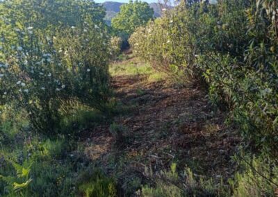 Restauración ecológica de pastos de montaña y fomento de la actividad agropastoral sostenible