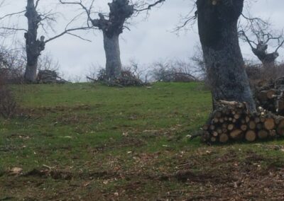 Intervenciones forestales en Sierra de la Demanda