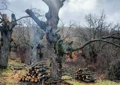 Intervenciones forestales en Sierra de la Demanda