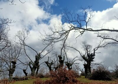 Intervenciones forestales en Sierra de la Demanda