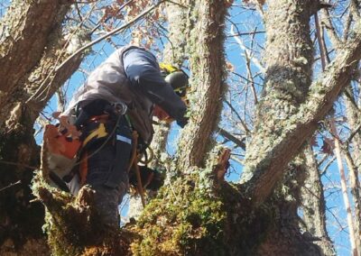 Intervenciones forestales en Sierra de la Demanda
