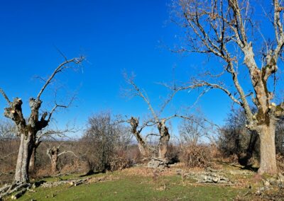 Intervenciones forestales en Sierra de la Demanda