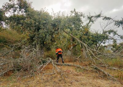 Intervenciones forestales en Sierra de la Demanda