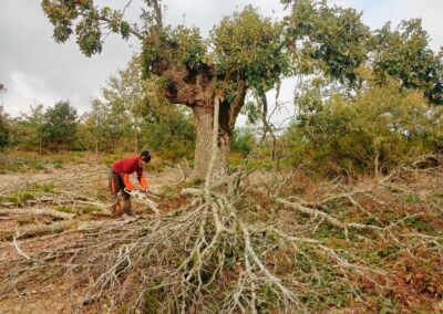 Intervenciones forestales en Sierra de la Demanda