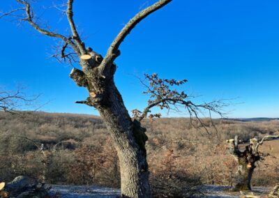 Intervenciones forestales en Sierra de la Demanda
