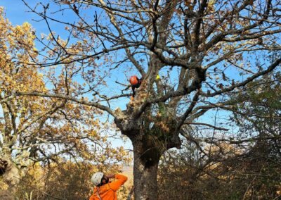 Intervenciones forestales en Sierra de la Demanda