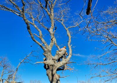 Intervenciones forestales en Sierra de la Demanda
