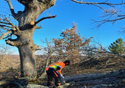 Intervenciones forestales en Sierra de la Demanda
