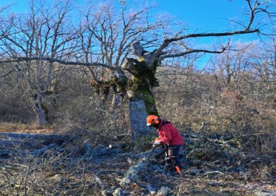 Intervenciones forestales en Sierra de la Demanda