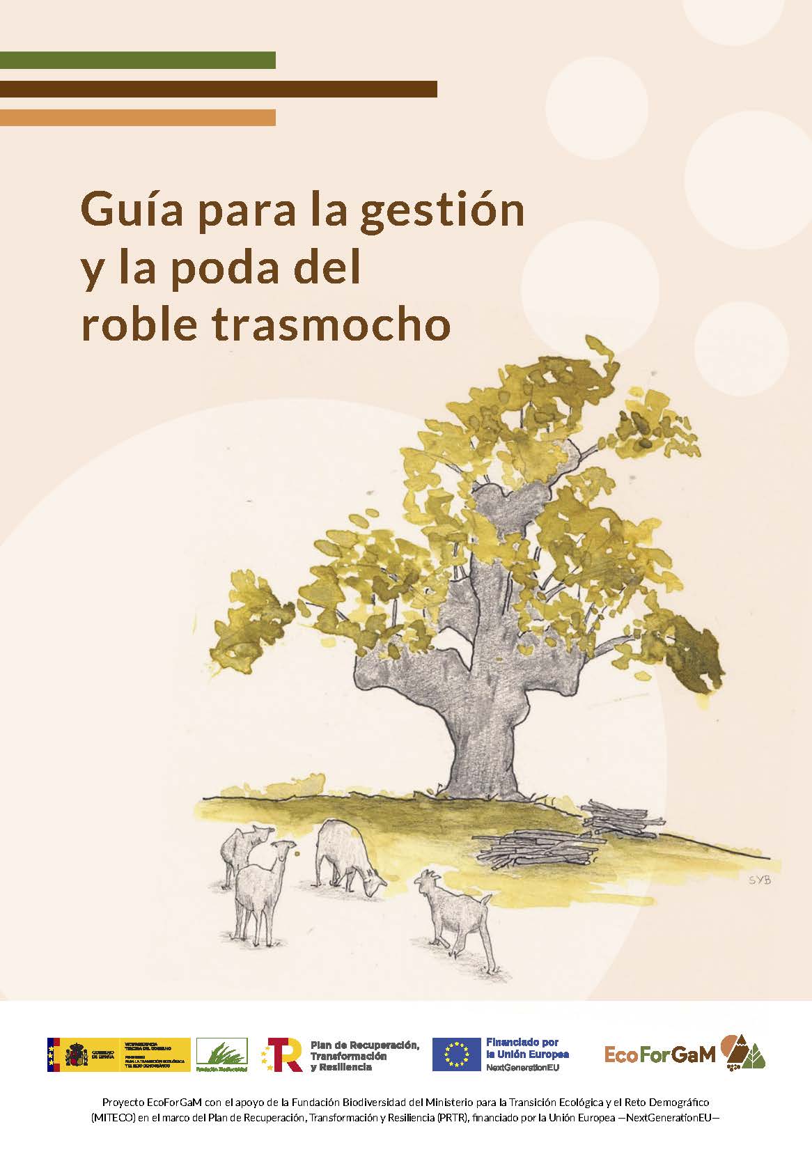 Guía para la gestión de la poda del roble trasmocho