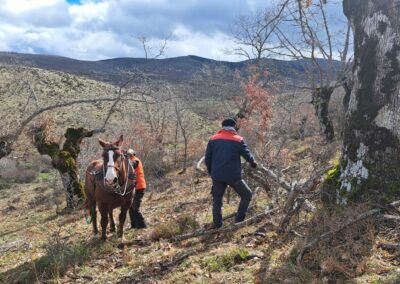 Curso Trabajos forestales con tracción animal