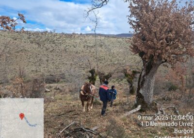 Curso Trabajos forestales con tracción animal