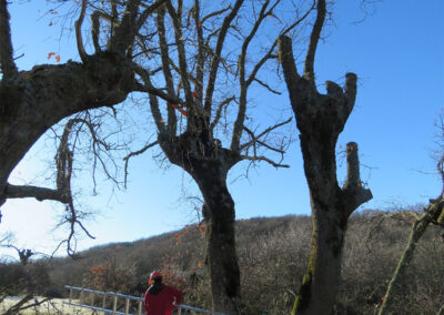 Intervenciones forestales en Sierra de la Demanda