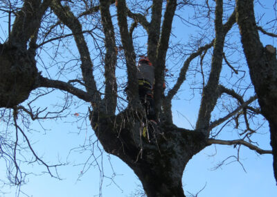 Intervenciones forestales en Sierra de la Demanda